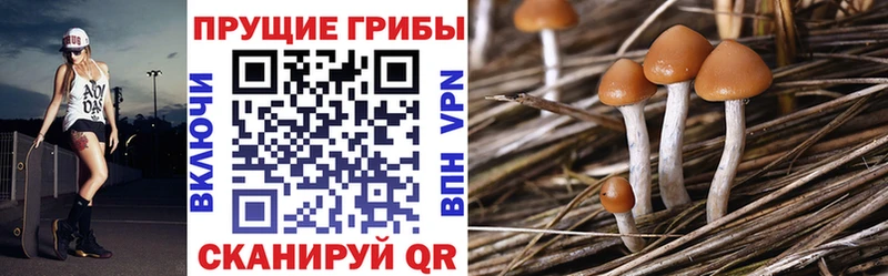 ссылка на мегу ТОР  Осташков  Псилоцибиновые грибы мухоморы 